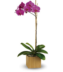Imperial Purple Orchid Cottage Florist Lakeland Fl 33813 Premium Flowers lakeland
